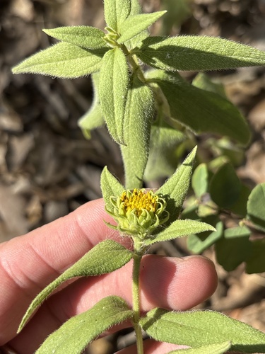 Featured image for “stiff-hair sunflower”