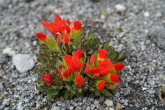 Castilleja tolucensis