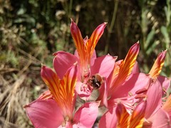 Alstroemeria ligtu splendens