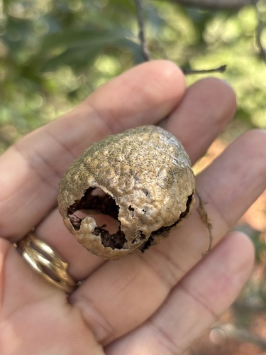 Featured image for “Spongy Oak Apple Gall Wasp”