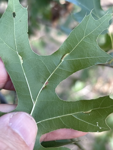 Featured image for “Oak Vein Pocket Gall Midge”