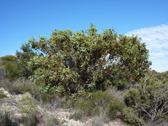 Eucalyptus extrica