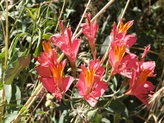 Alstroemeria ligtu splendens