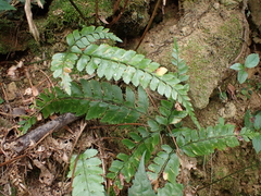Polystichum hancockii