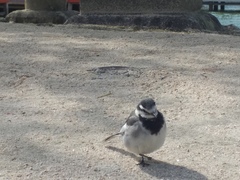 Motacilla alba
