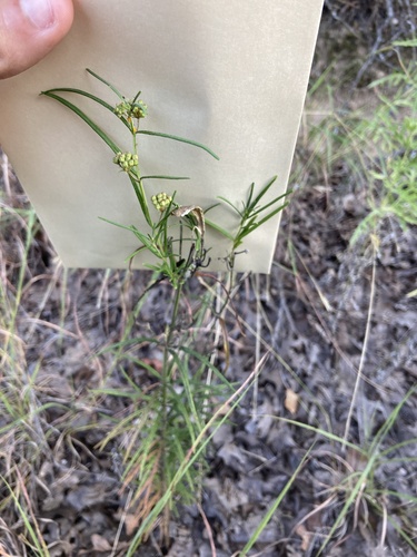 whorled milkweed