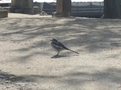 Motacilla alba
