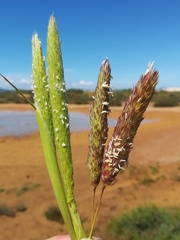 Phalaris coerulescens