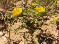 Asteriscus aquaticus