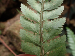 Polystichum hancockii