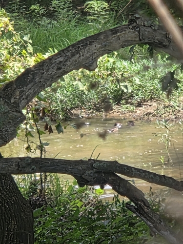 North American River Otter
