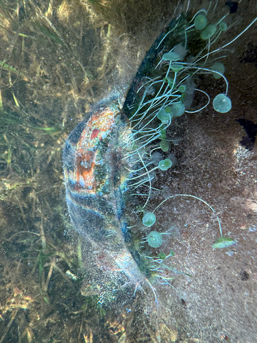Acetabularia crenulata observed 2026-07-30