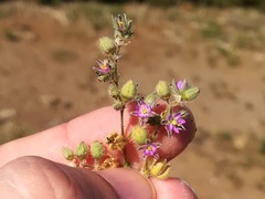 Spergularia heldreichii