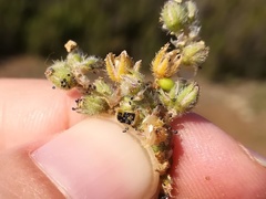 Spergularia heldreichii