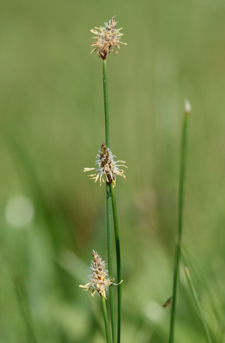 Eleocharis occulta