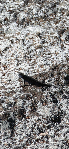 iNaturalist observation photo of Western Fence Lizard