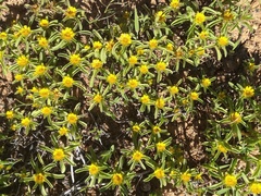 Asteriscus aquaticus