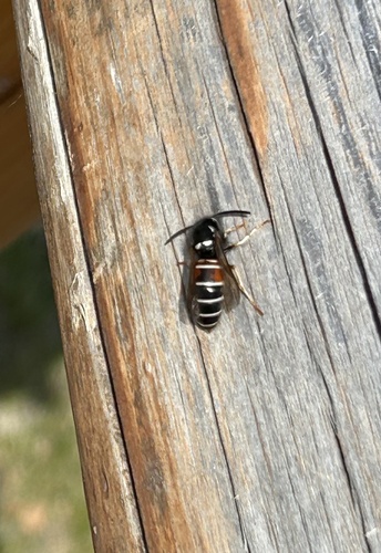 Northern Red-banded Yellowjacket