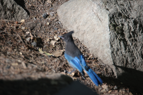 iNaturalist observation photo of Steller's Jay