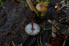 Mycena mariae