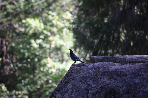 iNaturalist observation photo of Steller's Jay
