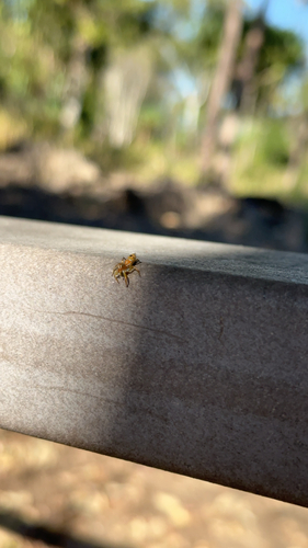 Green Ant-hunter Spider