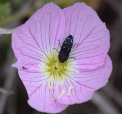 Acmaeodera ornatoides