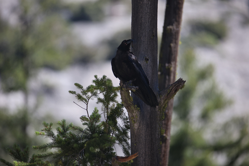 iNaturalist observation photo of Common Raven