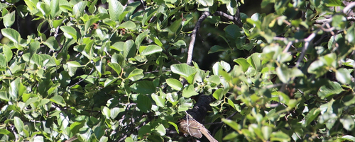 iNaturalist observation photo of Black-headed Grosbeak