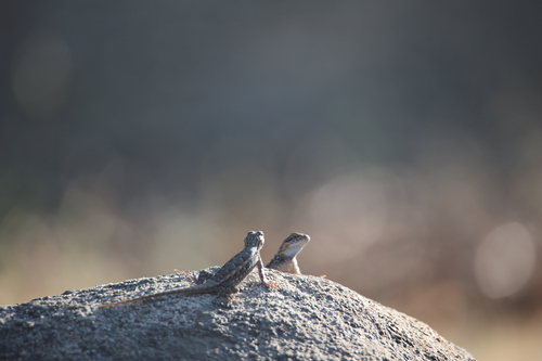 iNaturalist observation photo of Western Fence Lizard