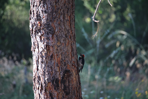 iNaturalist observation photo of Acorn Woodpecker