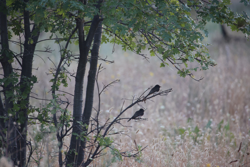 iNaturalist observation photo of Black Phoebe