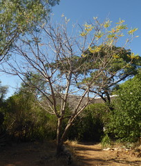 Burkea africana image