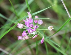 Allium drummondii