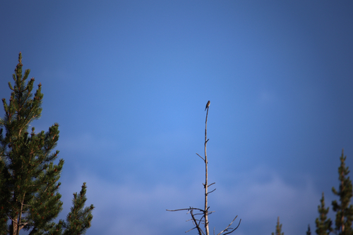 iNaturalist observation photo of Western Wood-Pewee