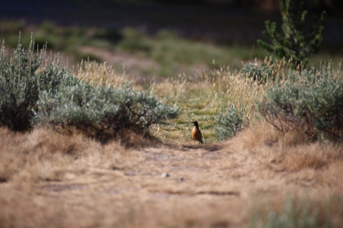 iNaturalist observation photo of American Robin