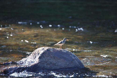 iNaturalist observation photo of Spotted Sandpiper