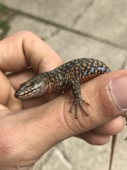 Podarcis muralis maculiventris