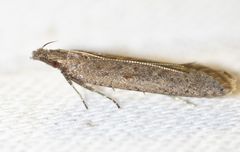 Dichomeris ligulella