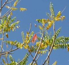 Burkea africana image