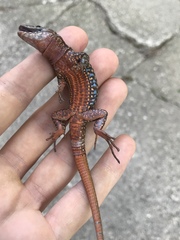 Podarcis muralis maculiventris