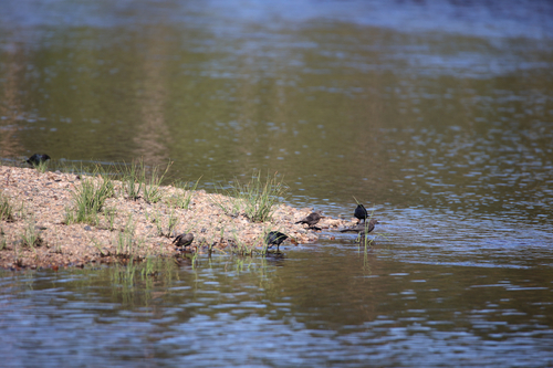 iNaturalist observation photo of Brewer's Blackbird