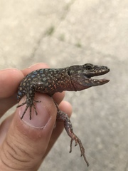 Podarcis muralis maculiventris