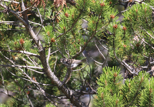 iNaturalist observation photo of Cassin's Finch