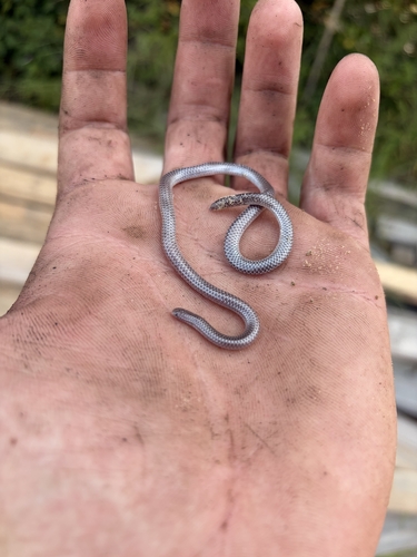 Texas Blind Snake