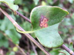 Zapyrastra calliphana
