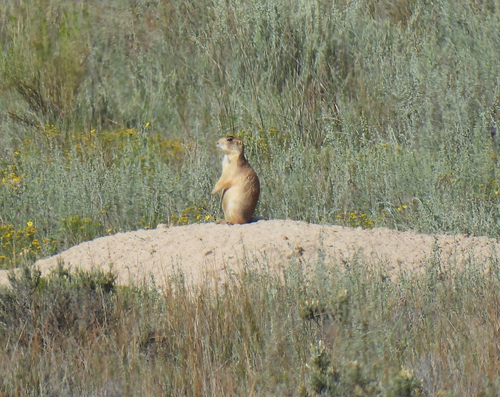 Utah Prairie Dog observed by white_river