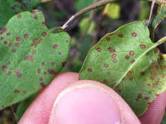Puccinia otagensis