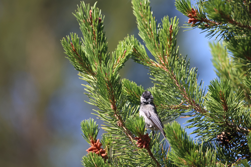 iNaturalist observation photo of Mountain Chickadee