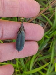 Crotalaria sagittalis